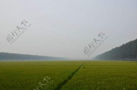 农田林网图片
