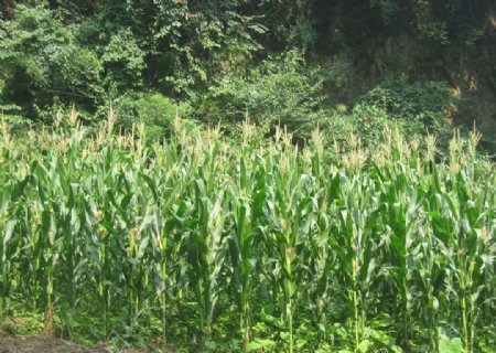 山谷中的玉米田图片