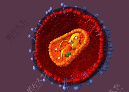细菌细胞图片