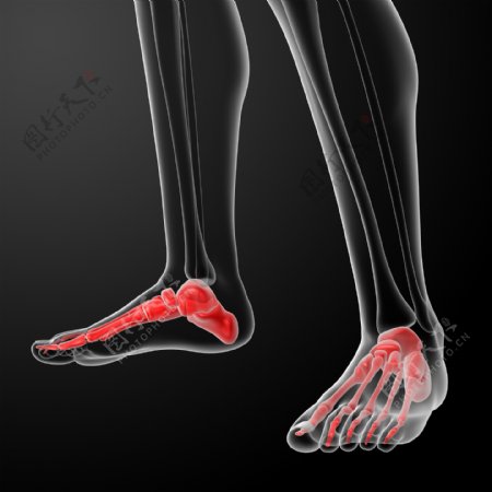 脚掌肌肉骨骼结构图片