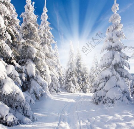 冬天雪地雪松图片