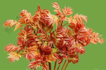 红香椿图片