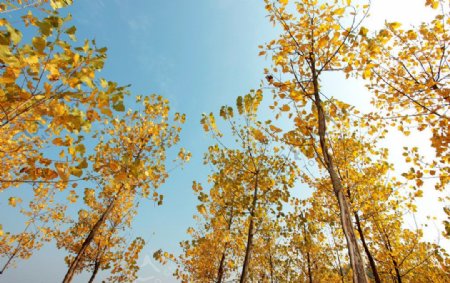 秋天的蓝天下黄黄树叶图片