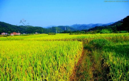 乡村田园风光图片