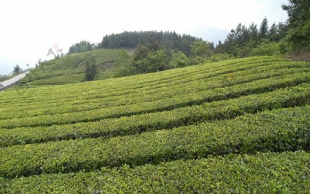 茶园景观图片