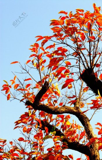 秋日蓝天下的金色树木图片