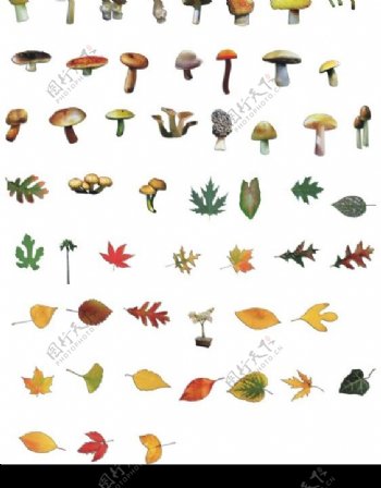 蘑菇和叶子图片