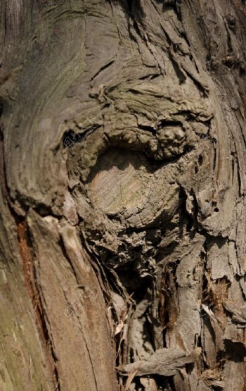 水杉树皮结节图片