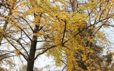 秋天的金黄色银杏树图片