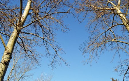 天空树木图片