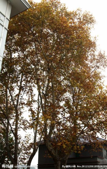 悬铃木的秋色叶图片