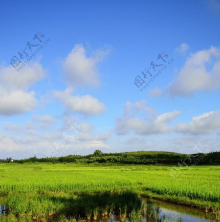 蓝天白云下的绿色田野图片