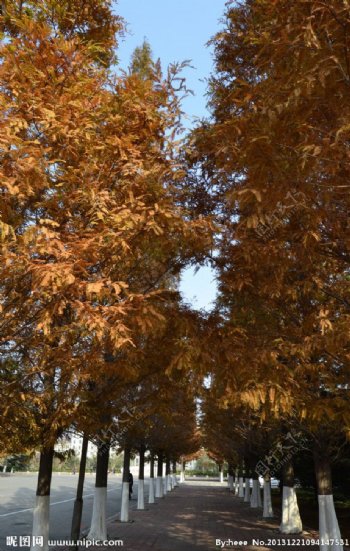秋季松树图片