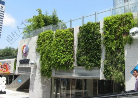 垂直墙体绿化图片