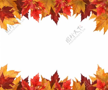 秋叶边框图片