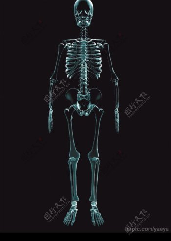 人体骨骼透视图图片