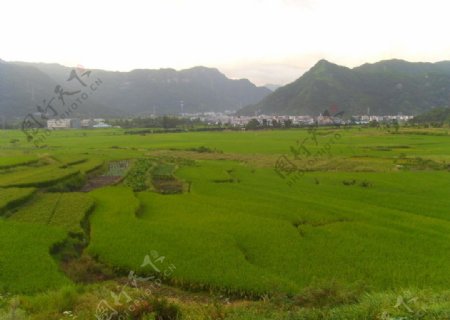 美丽水稻田图片