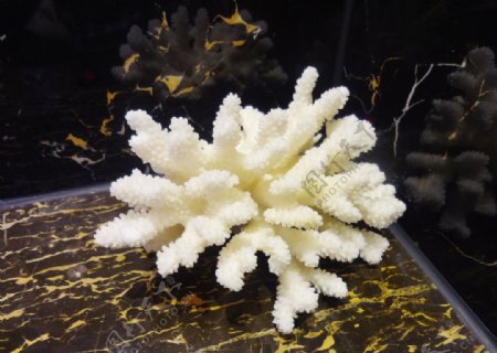 珊瑚石图片