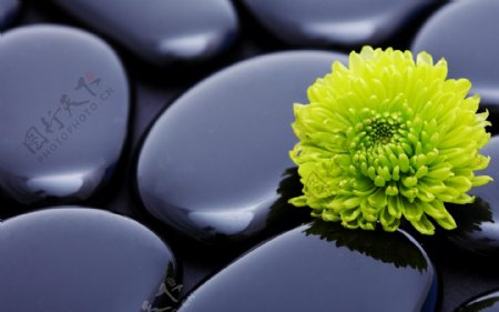 黑石子绿菊花图片