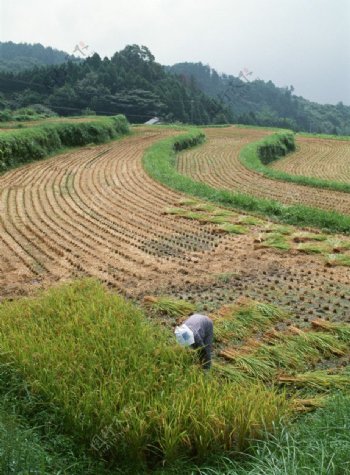 农田水稻图片
