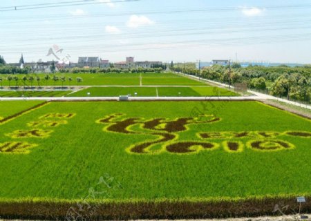 稻田生态图片