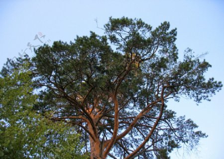 松树树木图片