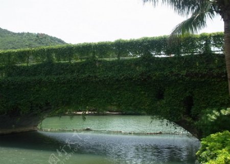 深圳海洋公园桥图片