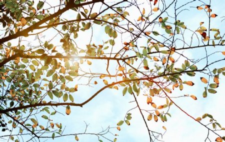 秋天阳光透过树叶图片