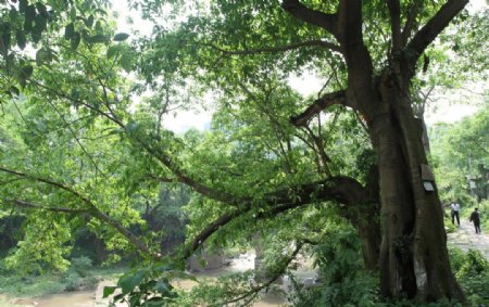 东溪黄葛树生态群图片