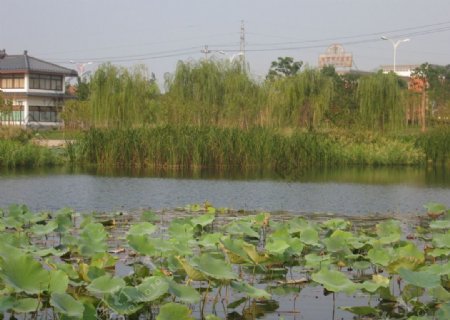 诸暨荷塘风景图片