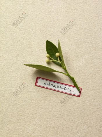 单支榆绿木叶子带标签图片
