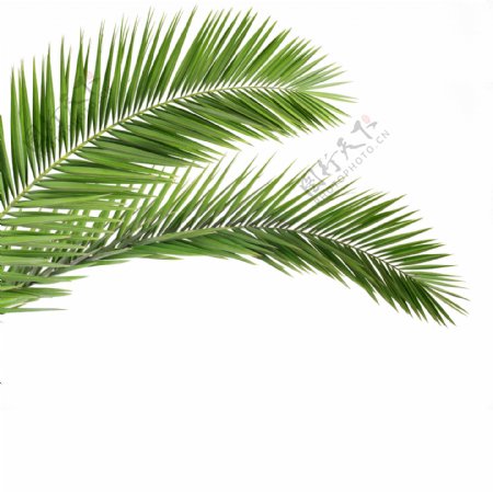 椰树棕榈叶图片