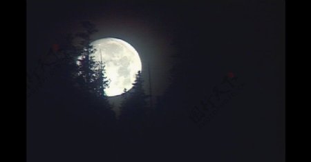 月亮挂在树梢