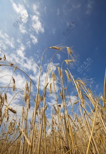 麦地麦子麦穗图片