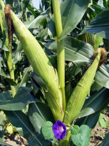 青稞玉米图图片