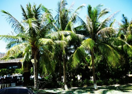 海南椰树图片