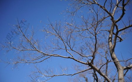 蓝天与树图片