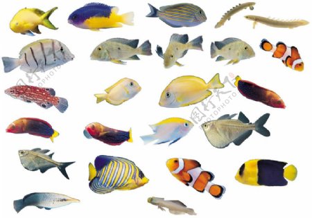 不同种类的鱼图片