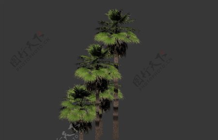 棕榈树模型图片