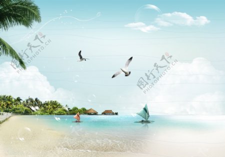 沙滩海滩飞鸽图片