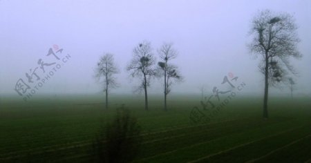 雾里的焦桐图片