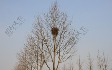 梧桐树鸟巢图片