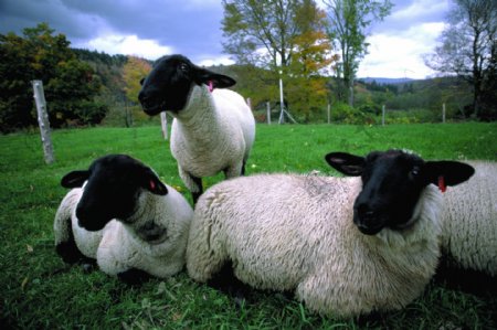 农场国外农场乡村风景草原草地绿色大气植物羊山羊绵羊图片