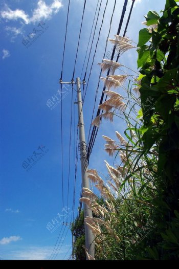 蓝天下的芦苇图片