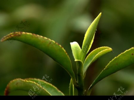 茶芽图片