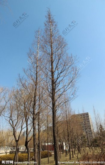 冬日的树图片