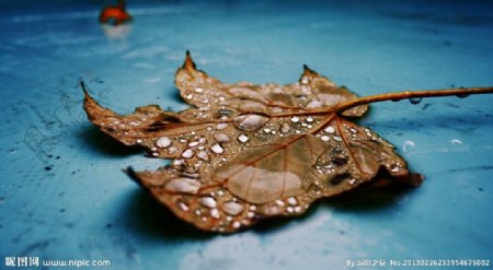 滴在枯叶上的水珠图片