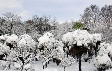 雪景图片