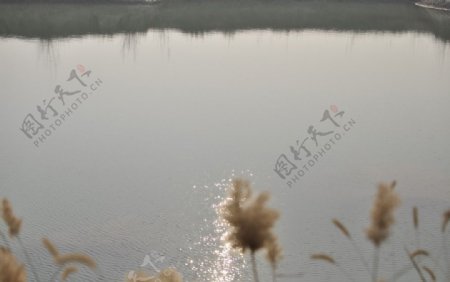 芦苇池塘图片
