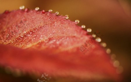 红枫叶水珠特写图片